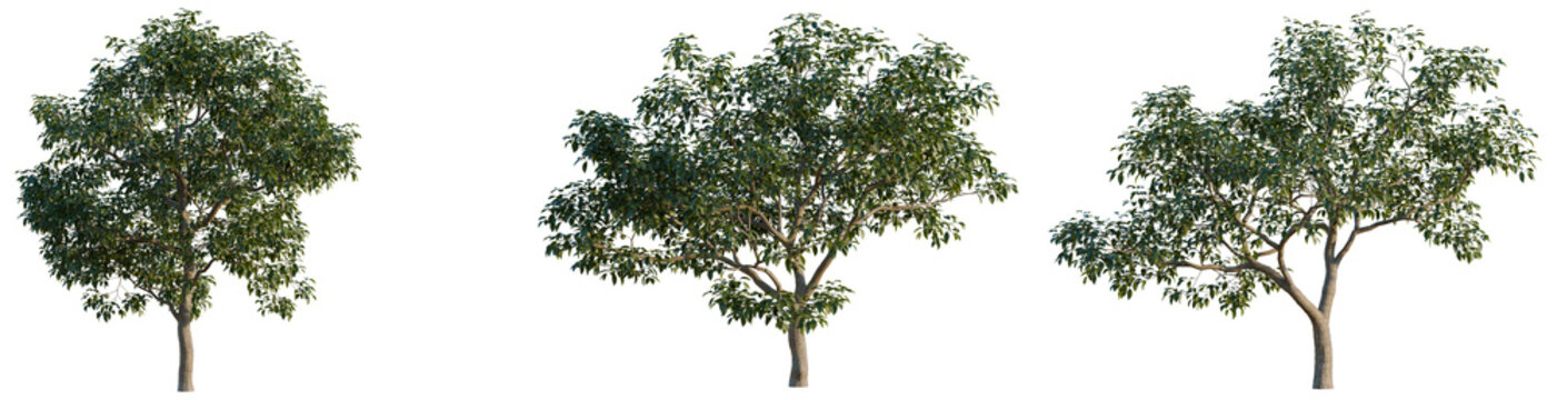 Diospyros kaki tree, elevation, front view, cutout, transparent background, isolate, Detailed Green Tree Branch with Lush Foliage, Perfect for Natural Themes and Botanical Designs
