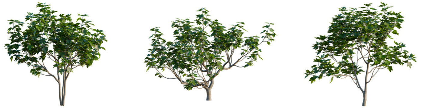 Ficus carica tree, elevation, front view, cutout, transparent background, isolate, Lush Green Tree with Vibrant Foliage, Detailed Branches, Natural Growth, Botanical Illustration, Springtime