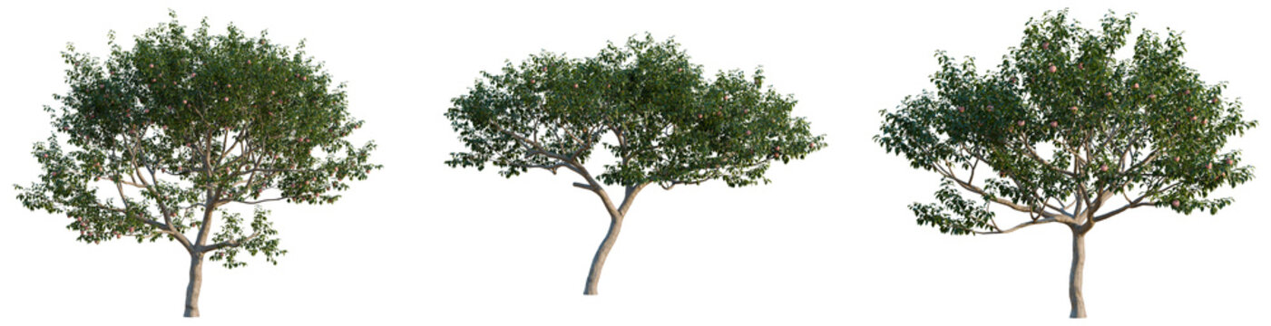 Malus pumila tree, elevation, front view, cutout, transparent background, isolate, Detailed close-up of a lush green tree with intricate foliage and vibrant natural texture.