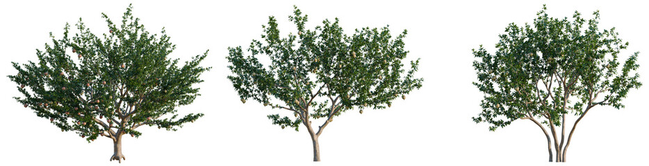 Fototapeta premium Punica granatum tree, elevation, front view, cutout, transparent background, isolate, Isolated vibrant green maple tree with detailed foliage, perfect for spring and autumn seasonal imagery.