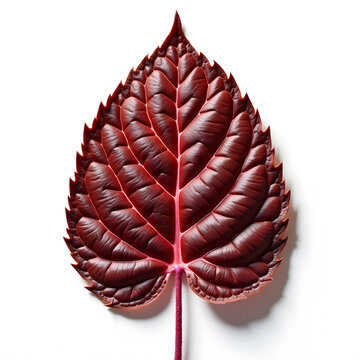 Copper Red Tropical Leaf &ndash; Episcia Cupreata Botanical Macro Isolated