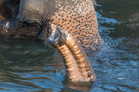 Indian Elephant (Elephas maximus indicus) bathing in the river at Ayutthaya, Thailand. Trunk exended from the water. 
