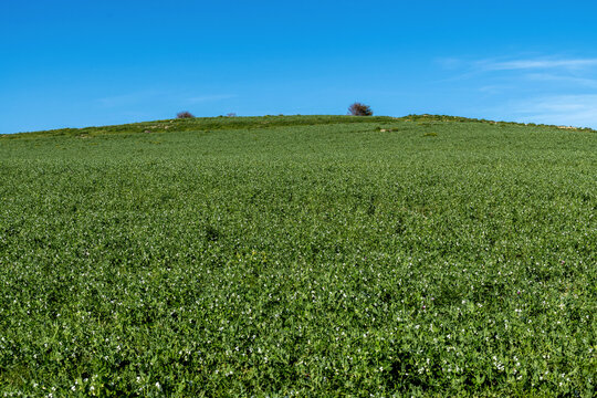 Champ de f&egrave;ves au printemps en Tunisie