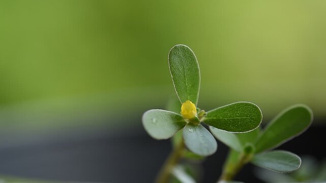 Purslane or Portulaca oleracea branch green leaves and flower on natural background.