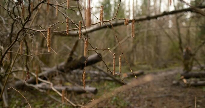 cinematic  view through spring branches toward a teenage girl walking ahead along a forest path, captured with a wide-angle lens. wild spring forest,  camera looks forward through thin branches