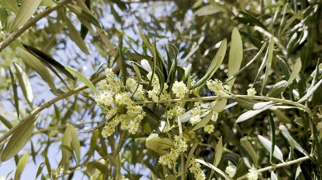 Flowering olive branches in bloom during spring in Israel in April.