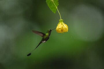 Fototapeta premium Male white-booted racket-tail hovers by yellow flower