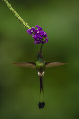 Fototapeta premium Male white-booted racket-tail hovers drinking from flower