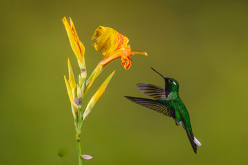 Fototapeta premium Male purple-bibbed whitetip hovers near canna lily
