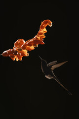 Fototapeta premium Male white-booted racket-tail flies silhouetted towards flower