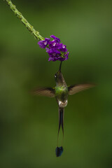 Fototapeta premium Male white-booted racket-tail hovers feeding from flower