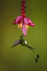 Fototapeta premium Male white-booted racket-tail hovers near banana flower