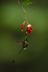 Fototapeta premium Male white-booted racket-tail hovers under flower feeding