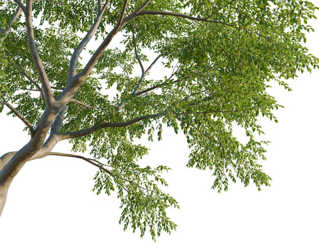Ziziphus jujuba tree, corner view, cutout, isolate, transparent background, Detailed closeup of a majestic oak tree with beautiful bark texture, nature's artwork.
