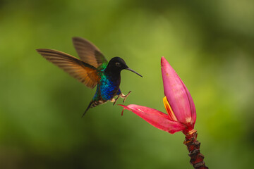 Obraz premium Velvet-purple coronet lands on banana flower petal