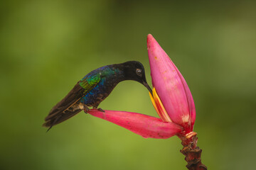 Fototapeta premium Velvet-purple coronet perches drinking from banana flower