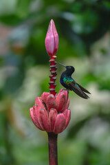 Obraz premium Velvet-purple coronet in profile on banana flower