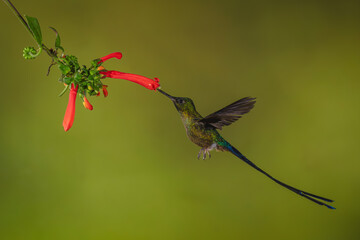 Naklejka premium Violet-tailed sylph hovers drinking from Cape fuchsia