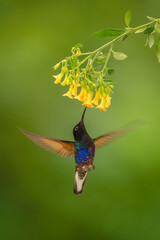 Naklejka premium Velvet-purple coronet hovers drinking under yellow flowers