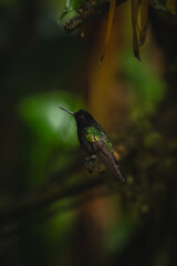 Obraz premium Velvet-purple coronet in profile on shady perch