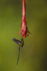 Obraz premium Violet-tailed sylph hovers drinking from red flower