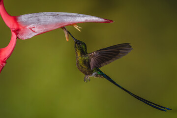 Obraz premium Violet-tailed sylph drinks hovering under heliconia flower
