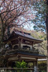 Naklejka premium 鎌倉2648 浄智寺3 八重桜