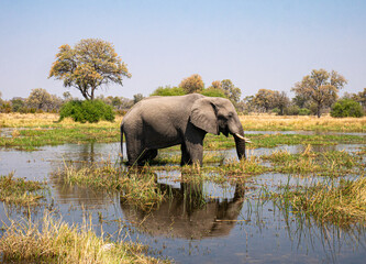 Obraz premium Elephant in the Water in Moremi Game Reserve - Botswana