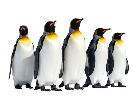 Group of emperor penguins standing in a row