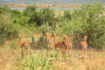 Naklejka premium Group of African gazelles walking away in savanna landscape