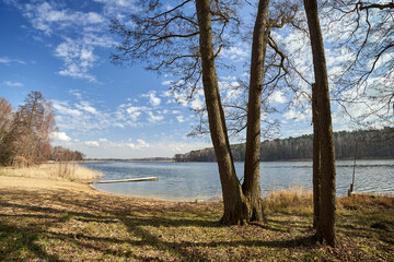 trees and reeds on the shore of a lake and a mixed forest in spring © GKor