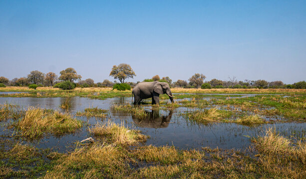 Elephant in the Water in Moremi Game Reserve - Botswana