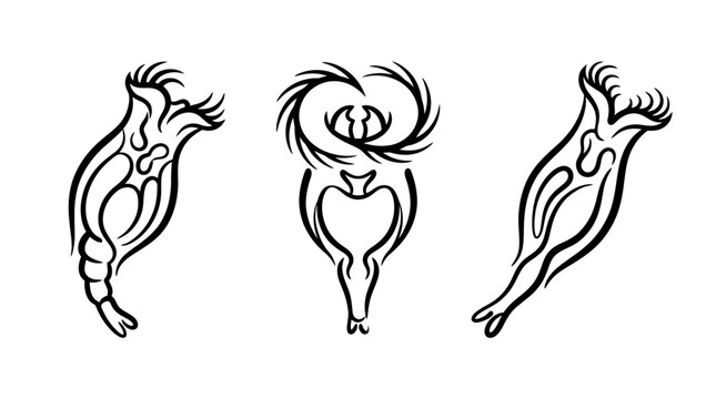Artistic Rotifer Illustrations Depicting Microscopic Aquatic Organisms.