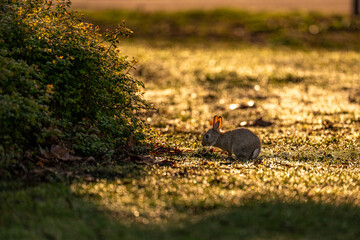 Obraz premium A baby rabbit eating gras in a lawn in Germany
