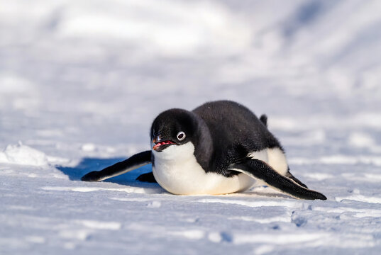 A small penguin is resting on snowy ice. It&rsquo;s lying down, seemingly relaxed and enjoying the cold environment.