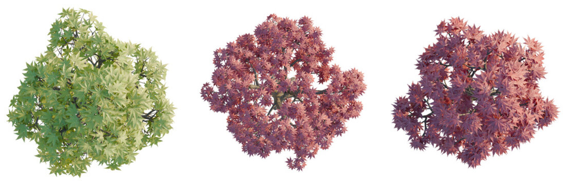 Acer palmatum tree plan, top view, cutout, transparent background, isolate, Detailed Green Tree Branch with Lush Foliage, Ideal for Nature and Botanical Stock Photography
