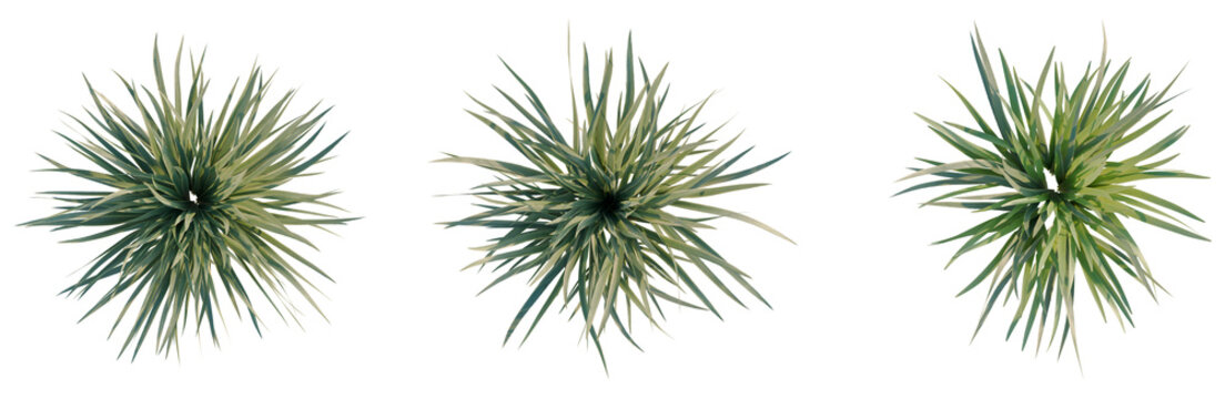 Acorus calamus little tree plan, top view, cutout, transparent background, isolate, Close-up of a vibrant green aloe vera plant with water droplets, showcasing natural beauty and health.