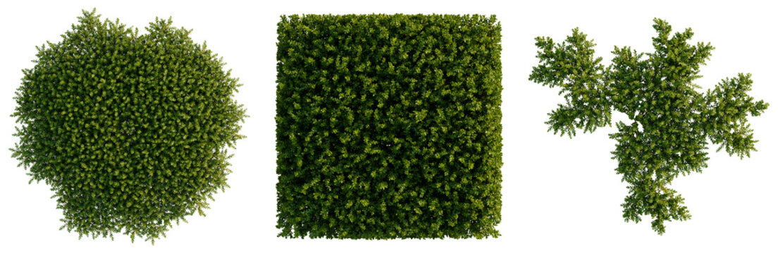 Bryophyte tree plan, top view, cutout, transparent background, isolate, Detailed Green Spruce Branch with Needles, Natural Texture, High Resolution for Nature Backgrounds