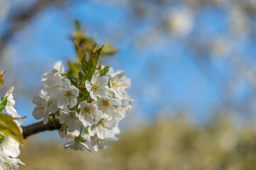 Fototapeta premium Soft white blossoms bloom on a tree branch. New green leaves peek through delicate petals. Blue sky forms a gentle, blurred backdrop. Nature's quiet beauty emerges in early spring
