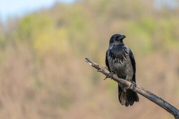 Obraz premium Black bird perches on dry branch. Soft background hints at spring's arrival. Natural light highlights feather texture. Wildlife scene captures quiet stillness. Ideal for nature, ecology Black crow per
