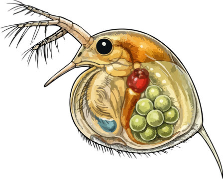 Bosmina longirostris illustration