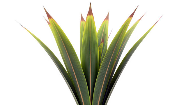 Phormium tenax New Zealand flax plant with green leaves isolated on white background