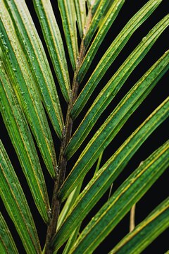 Image of individual leaf spreading of the Nikau palm