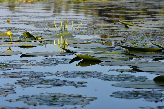 Water Chestnut (Trapa natans) in a pond, detail of water chestnut leaves floating on the water