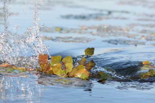 Water Chestnut (Trapa natans) in a pond, detail of water chestnut leaves floating on the water