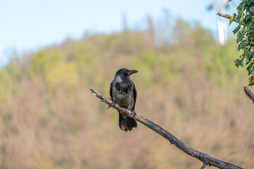 Obraz premium Dark bird perches calmly on slender branch. Soft background blends green and brown tones. Natural light highlights bird's feathers. Sits alone, quiet, in wild setting. Ideal for nature, wildlife Black