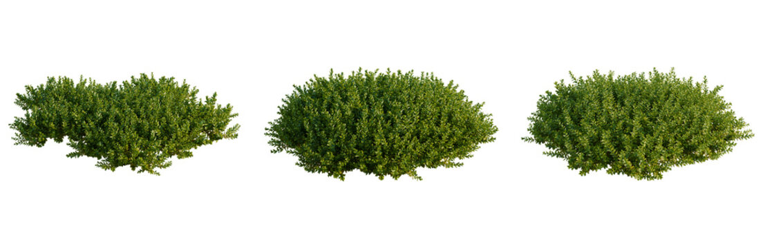 Bryophyte tree, elevation, front view, cutout, transparent background, isolate, Detailed Green Pine Tree Branch with Needles, Natural Texture, Close-Up for Botanical Study