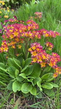 selective focus primrose flowers with green leaves