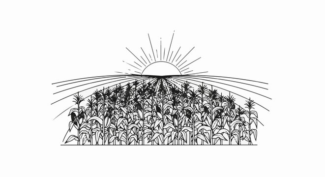 Black and white sketch of sun rising over a vast cornfield