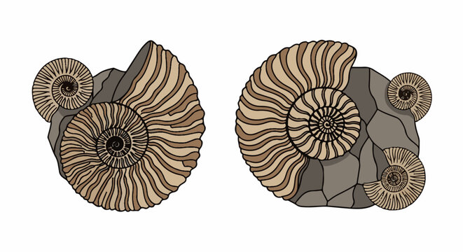 Two illustrated fossil ammonites embedded in rock formations
